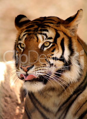 Tiger Licking Lips