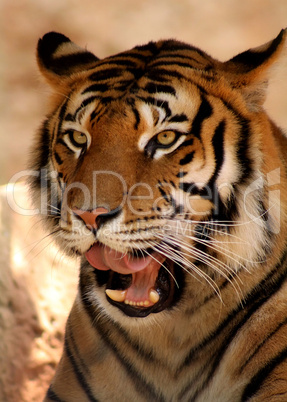 Lazy Tiger Yawning
