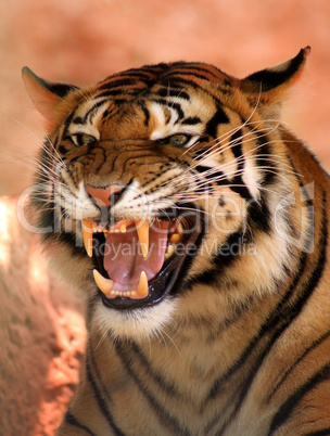 Angry Face Tiger