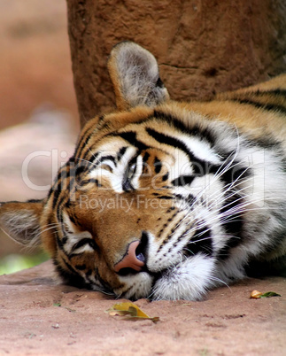 Sleepy Tiger Face