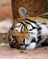 Sleepy Tiger Face