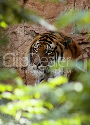 Relaxed Tiger Face in A bush
