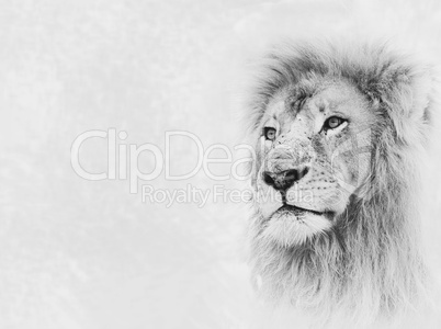 Lion Face on Card Banner