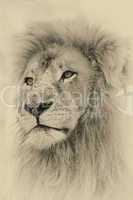 Sepia Toned Lion Face