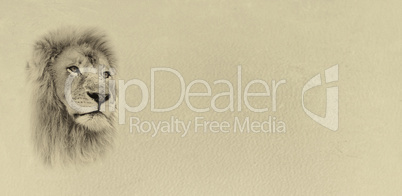Sepia Toned Lion Face with Text Card Banner