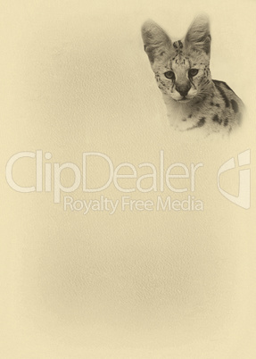 Sepia Toned Large Serval with Text Page