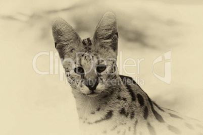 Sepia Toned Serval