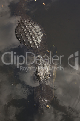 Alligator in Everglades National Park.