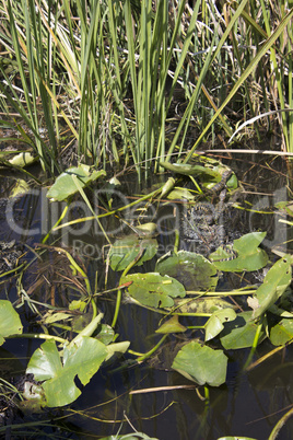 Alligator in Everglades National Park.