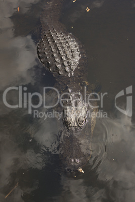 Alligator in Everglades National Park.