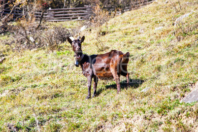 mountain goats