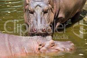 Hippopotamus in Water