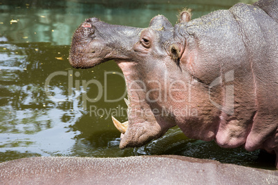 Hippopotamus with Open Mouth
