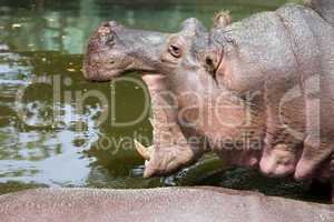 Hippopotamus with Open Mouth