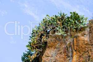 Cactus on a Cliff