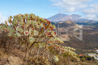 View of Tenerife. Canary Islands