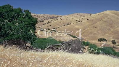 California Hills Landscape