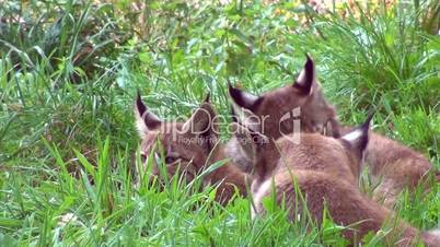 Eurasische Luchse (Lynx lynx)