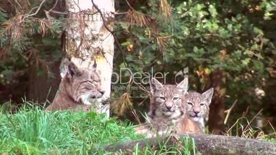 Eurasische Luchse (Lynx lynx)