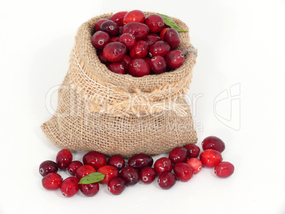 Frische Cranberries