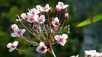 Schwanenblume / Flowering rush
