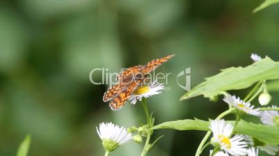 Wachtelweizen-Scheckenfalter / Heath Fritillary