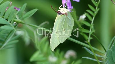 Zitronenfalter / Common Brimstone