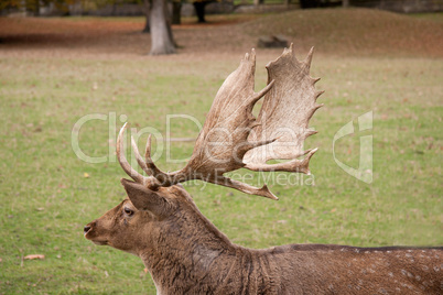 Damhirsch