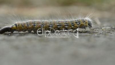 Caterpillar walking