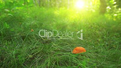 mushroom in green grass