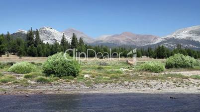 Deer in Yosemite 1