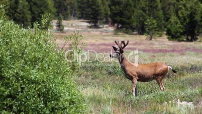 Deer in Yosemite 2