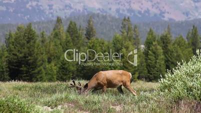 Deer in Yosemite 3