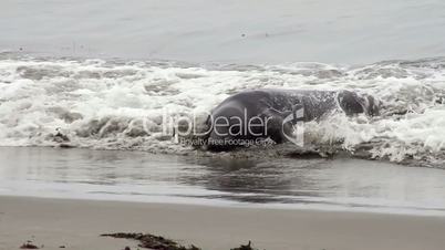 Elephant Seal Montage