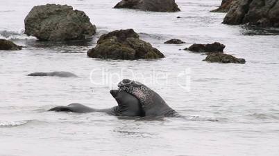 Elephant Seals in the Water