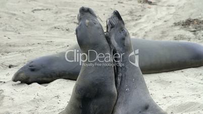 Elephant Seals Roughhousing