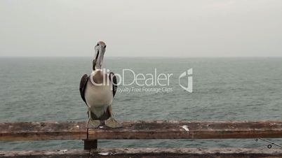 Pelican Eating Fish