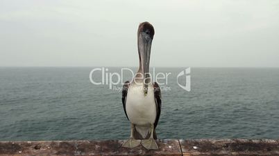 Portrait of a Pelican