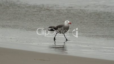 Seagull Feasting at Beach