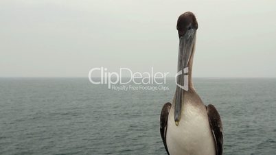 A Brown Pelican