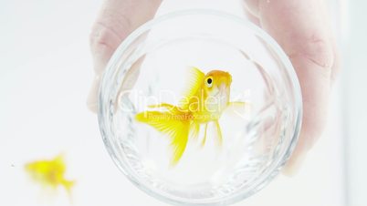 Goldfish Trapped in a Glass