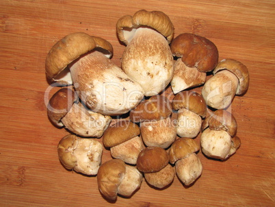 Boletus Edulis