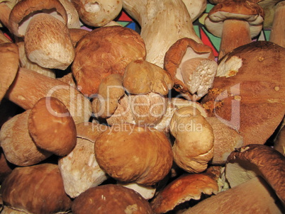 Boletus background