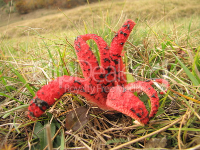 Red Polyp Mushroom