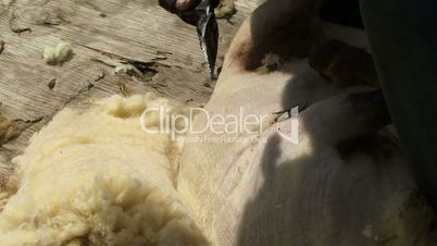 Sheering sheep close up