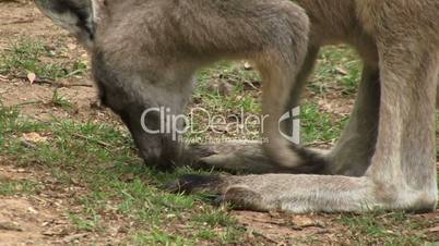 Kangaroo eating close up