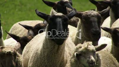 Sheep in flock running to camera