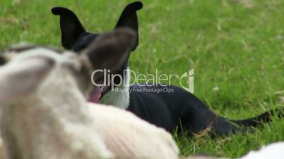 Sheep dog and sheep in field close up