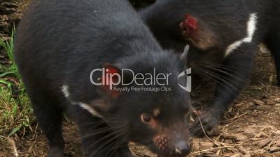 Tasmanian devil chewing