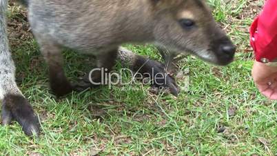 Kangaroo sniffing persons hand